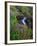 Elk Creek and Wildflowers-Steve Terrill-Framed Photographic Print