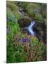 Elk Creek and Wildflowers-Steve Terrill-Mounted Photographic Print