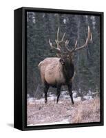 Elk Deer Stag in Snow, Jasper National Park, Canada-Lynn M. Stone-Framed Stretched Canvas