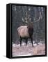 Elk Deer Stag in Snow, Jasper National Park, Canada-Lynn M. Stone-Framed Stretched Canvas