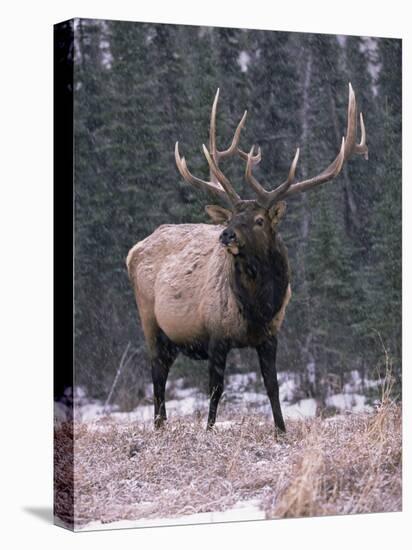 Elk Deer Stag in Snow, Jasper National Park, Canada-Lynn M. Stone-Stretched Canvas