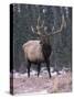 Elk Deer Stag in Snow, Jasper National Park, Canada-Lynn M. Stone-Stretched Canvas