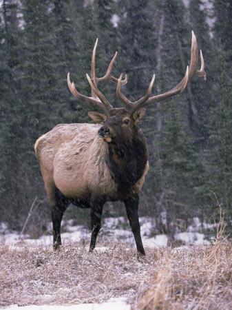 Deer stags best sale canada
