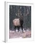 Elk Deer Stag in Snow, Jasper National Park, Canada-Lynn M. Stone-Framed Photographic Print