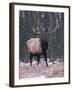 Elk Deer Stag in Snow, Jasper National Park, Canada-Lynn M. Stone-Framed Photographic Print