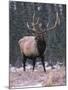 Elk Deer Stag in Snow, Jasper National Park, Canada-Lynn M. Stone-Mounted Photographic Print