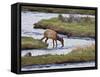 Elk Drinking in Stream, Rocky Mountain National Park, Colorado, USA-Larry Ditto-Framed Stretched Canvas