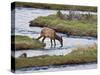 Elk Drinking in Stream, Rocky Mountain National Park, Colorado, USA-Larry Ditto-Stretched Canvas
