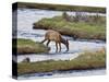 Elk Drinking in Stream, Rocky Mountain National Park, Colorado, USA-Larry Ditto-Stretched Canvas