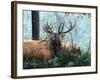 Elk Foraging-Kevin Daniel-Framed Art Print