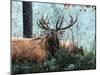 Elk Foraging-Kevin Daniel-Mounted Art Print