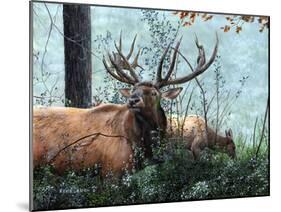 Elk Foraging-Kevin Daniel-Mounted Art Print