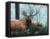 Elk Foraging-Kevin Daniel-Framed Stretched Canvas