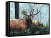 Elk Foraging-Kevin Daniel-Framed Stretched Canvas