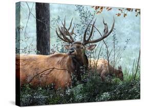 Elk Foraging-Kevin Daniel-Stretched Canvas