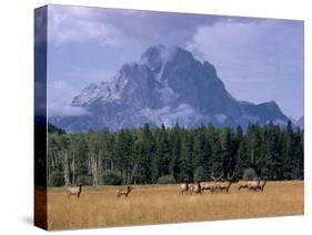 Elk Grazing in Foreground with Mt. Moran in the Background-Eliot Elisofon-Stretched Canvas