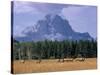 Elk Grazing in Foreground with Mt. Moran in the Background-Eliot Elisofon-Stretched Canvas