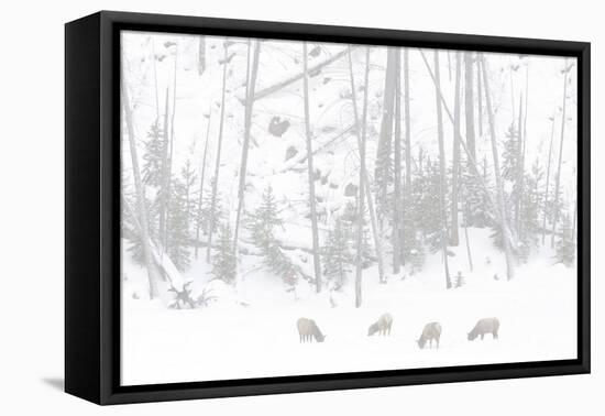 Elk Grazing-Howard Ruby-Framed Stretched Canvas