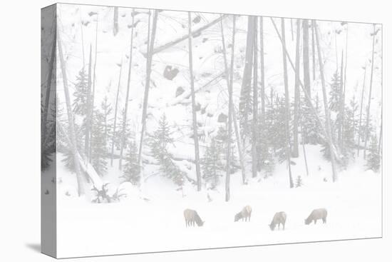 Elk Grazing-Howard Ruby-Stretched Canvas