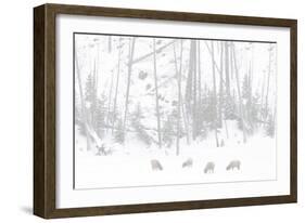 Elk Grazing-Howard Ruby-Framed Photographic Print