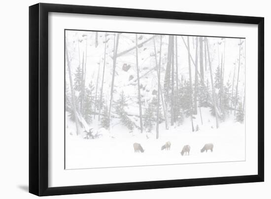 Elk Grazing-Howard Ruby-Framed Photographic Print