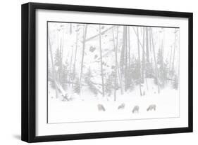 Elk Grazing-Howard Ruby-Framed Photographic Print