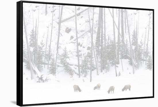 Elk Grazing-Howard Ruby-Framed Stretched Canvas