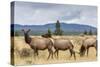 Elk Herd (Cervus Canadensis) Grazing in Yellowstone National Park-Michael Nolan-Stretched Canvas