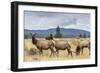 Elk Herd (Cervus Canadensis) Grazing in Yellowstone National Park-Michael Nolan-Framed Photographic Print