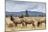 Elk Herd (Cervus Canadensis) Grazing in Yellowstone National Park-Michael Nolan-Mounted Photographic Print