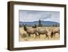 Elk Herd (Cervus Canadensis) Grazing in Yellowstone National Park-Michael Nolan-Framed Photographic Print