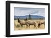 Elk Herd (Cervus Canadensis) Grazing in Yellowstone National Park-Michael Nolan-Framed Photographic Print