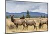 Elk Herd (Cervus Canadensis) Grazing in Yellowstone National Park-Michael Nolan-Mounted Photographic Print