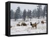 Elk Herd, Flagstaff Mountain, Colorado, United States of America, North America-James Gritz-Framed Stretched Canvas