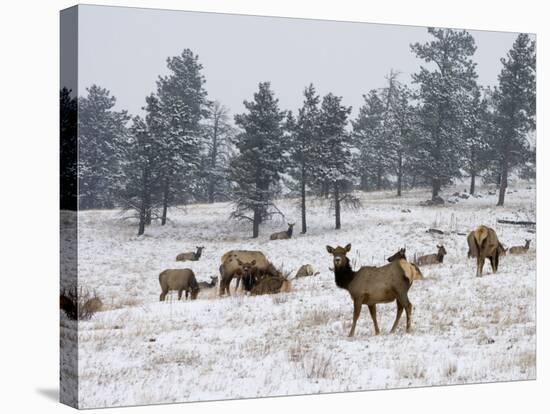 Elk Herd, Flagstaff Mountain, Colorado, United States of America, North America-James Gritz-Stretched Canvas