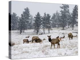 Elk Herd, Flagstaff Mountain, Colorado, United States of America, North America-James Gritz-Stretched Canvas