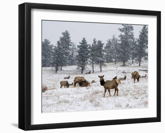 Elk Herd, Flagstaff Mountain, Colorado, United States of America, North America-James Gritz-Framed Photographic Print