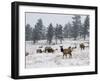 Elk Herd, Flagstaff Mountain, Colorado, United States of America, North America-James Gritz-Framed Photographic Print