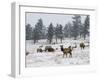 Elk Herd, Flagstaff Mountain, Colorado, United States of America, North America-James Gritz-Framed Photographic Print