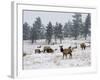 Elk Herd, Flagstaff Mountain, Colorado, United States of America, North America-James Gritz-Framed Photographic Print