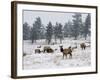Elk Herd, Flagstaff Mountain, Colorado, United States of America, North America-James Gritz-Framed Photographic Print