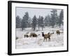 Elk Herd, Flagstaff Mountain, Colorado, United States of America, North America-James Gritz-Framed Photographic Print