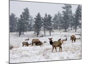 Elk Herd, Flagstaff Mountain, Colorado, United States of America, North America-James Gritz-Mounted Photographic Print