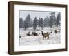 Elk Herd, Flagstaff Mountain, Colorado, United States of America, North America-James Gritz-Framed Photographic Print