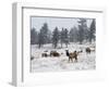 Elk Herd, Flagstaff Mountain, Colorado, United States of America, North America-James Gritz-Framed Photographic Print