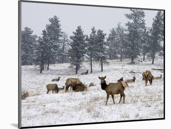 Elk Herd, Flagstaff Mountain, Colorado, United States of America, North America-James Gritz-Mounted Photographic Print
