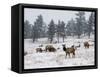 Elk Herd, Flagstaff Mountain, Colorado, United States of America, North America-James Gritz-Framed Stretched Canvas
