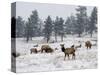 Elk Herd, Flagstaff Mountain, Colorado, United States of America, North America-James Gritz-Stretched Canvas