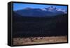 Elk Herd near Long's Peak-W. Perry Conway-Framed Stretched Canvas