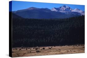 Elk Herd near Long's Peak-W. Perry Conway-Stretched Canvas